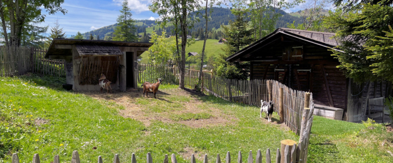 maison-hornberg-gstaad-saanenmoeser-news-streichel-zoo-ziegen-stall-1214-INC-06-2025
